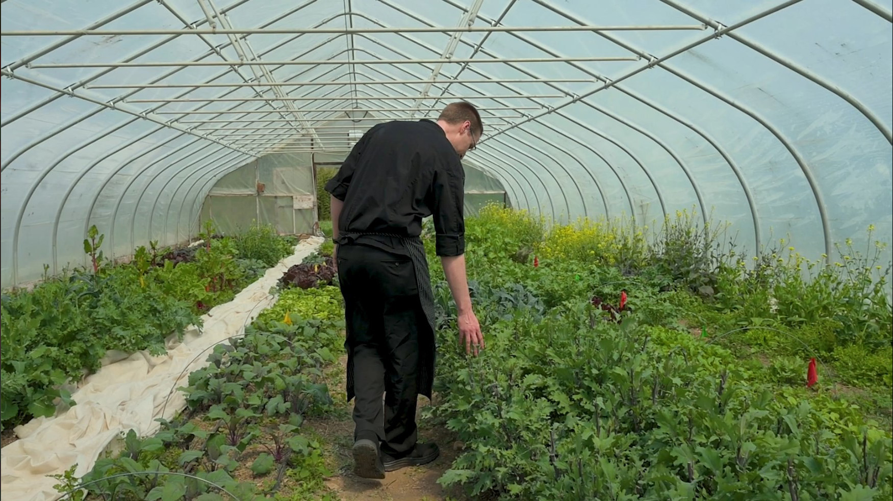 Team Member attending to plants in greenhouse